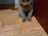 2 Aylık Lilac Scottish Fold Ve British Erkek Yavrularım