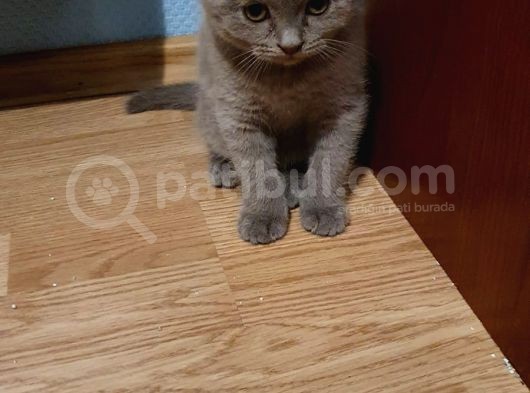 2 Aylık Lilac Scottish Fold Ve British Erkek Yavrularım