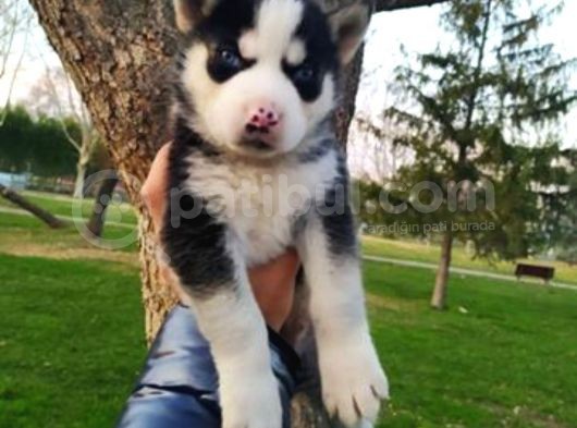 Sibirya Kurdu (Husky) Yavruları görsel