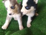 Sibirya Kurdu (Husky) Yavruları