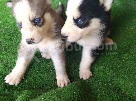 Sibirya Kurdu (Husky) Yavruları görsel
