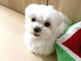 Maltese Terier 2 yaş dişi