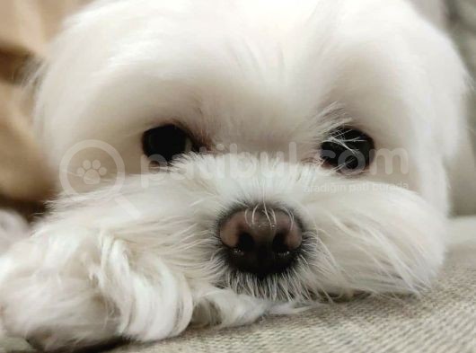 Maltese Terier 2 Yaş Dişi görsel