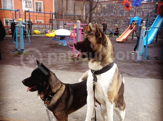 Safkan Amerikan Akita Yavruları görsel