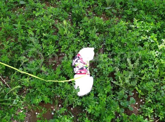 Mia Yeni Yuvasını Arıyor görsel