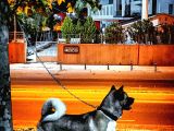 Safkan Amerikan Akita Yavruları