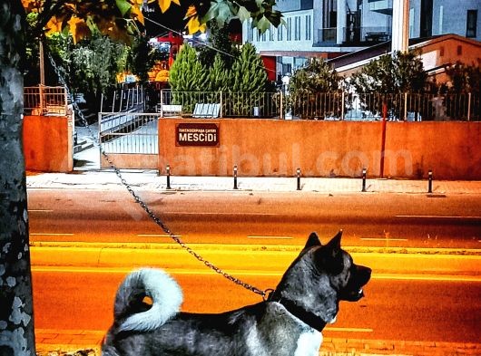 Safkan Amerikan Akita Yavruları