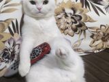 Mia Yeni Yuvasını Arıyor