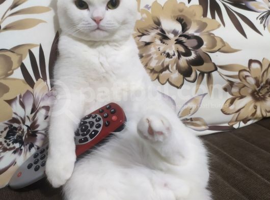 Mia Yeni Yuvasını Arıyor görsel