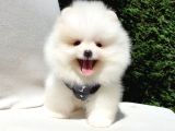 Pomeranian Boo Teddy Bear Yavrular