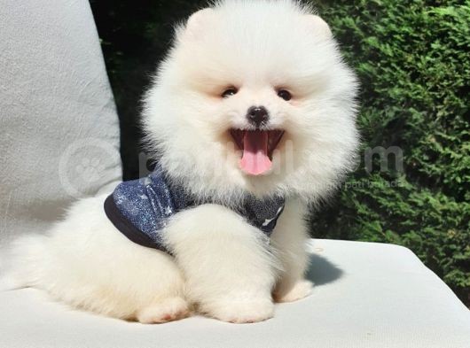 Pomeranian Boo Teddy Bear Yavrular görsel