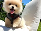 Pomeranian Boo Teddy Bear Yavrular