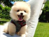Pomeranian Boo Teddy Bear Yavrular