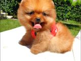 Pomeranian Boo Teddy Bear Yavrular