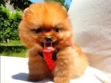 Pomeranian Boo Teddy Bear Yavrular