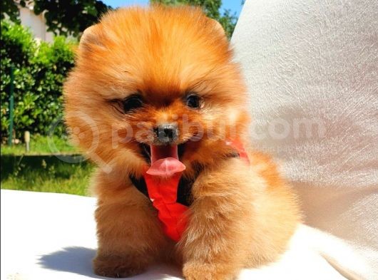 Pomeranian Boo Teddy Bear Yavrular görsel