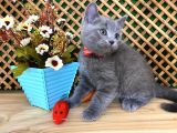 Sıcakkanlı Original Blue British Shorthair Yavrumuz Pierr