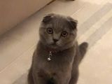 Scottish  Ve British Fold Yavrular