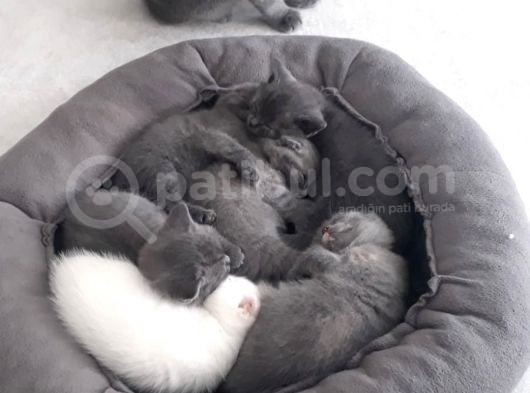 Scottish  Ve British Fold Yavrular görsel