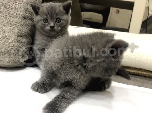 Scottish  Ve British Fold Yavrular görsel