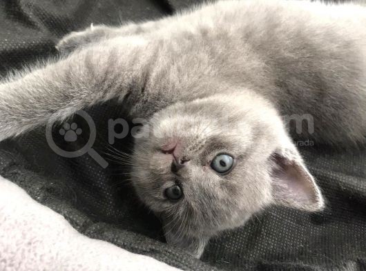 Scottish  Ve British Fold Yavrular görsel