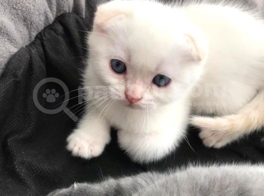 Scottish  Ve British Fold Yavrular görsel
