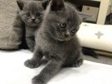 Scottish  Ve British Fold Yavrular