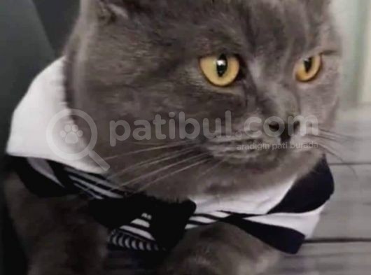 Oglumuza Yuva Arıyoruz görsel