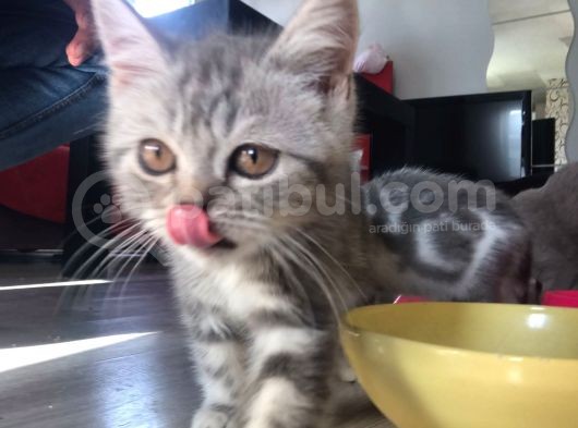 Aşıları Tam Karneleri Mevcut görsel