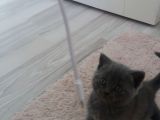 Safkan Scottish Fold