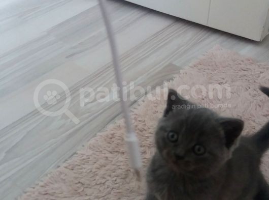 Safkan Scottish Fold