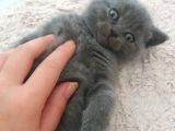 Safkan Scottish Fold