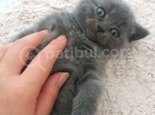 Safkan Scottish Fold görsel