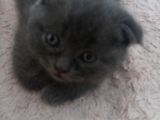 Safkan Scottish Fold