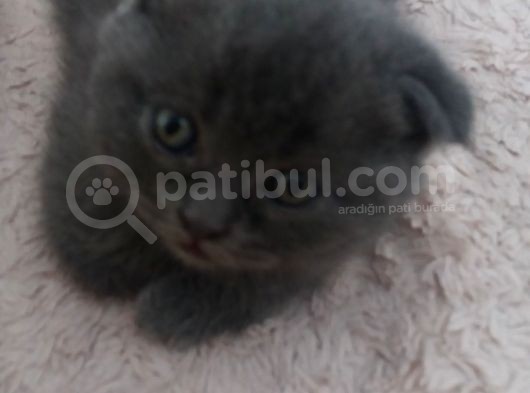 Safkan Scottish Fold görsel
