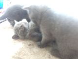Safkan Scottish Fold