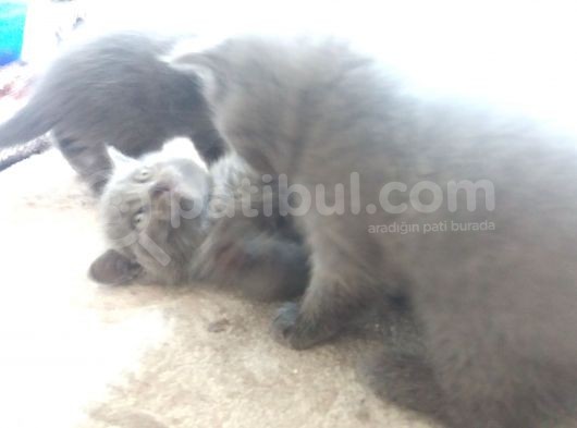 Safkan Scottish Fold görsel