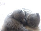 Safkan Scottish Fold