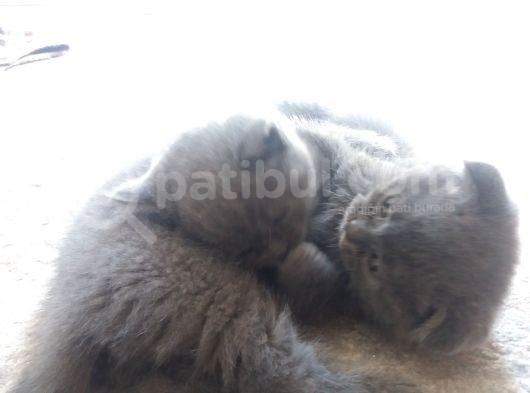 Safkan Scottish Fold görsel