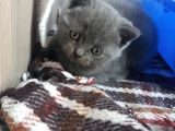 Safkan Scottish Fold