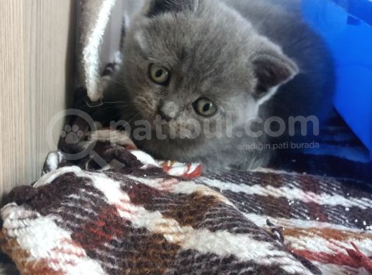 Safkan Scottish Fold görsel