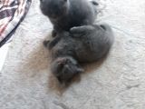 Safkan Scottish Fold