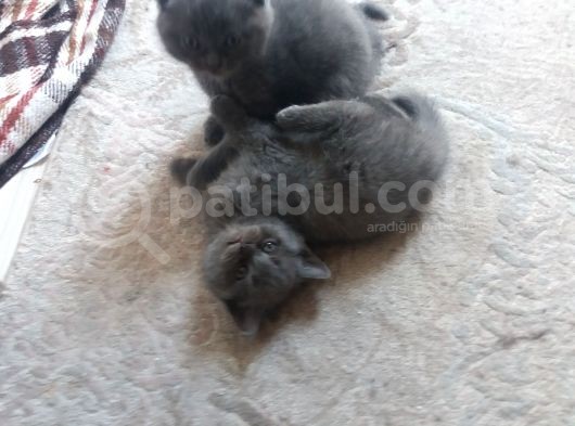 Safkan Scottish Fold görsel