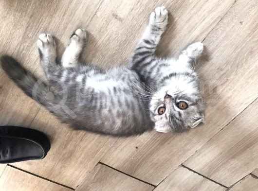 Aşıları Tam Karneleri Mevcut görsel