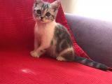 Aşıları Tam Karneleri Mevcut