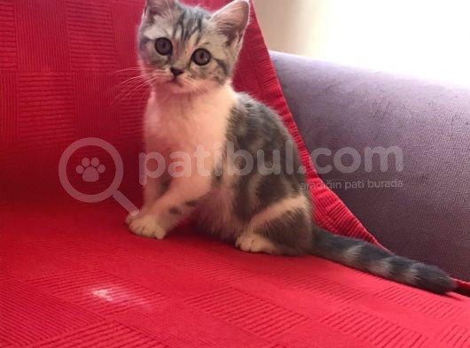 Aşıları Tam Karneleri Mevcut görsel