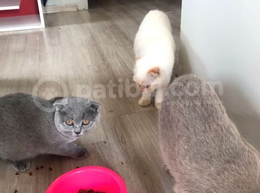 Aşıları Tam Karneleri Mevcut görsel