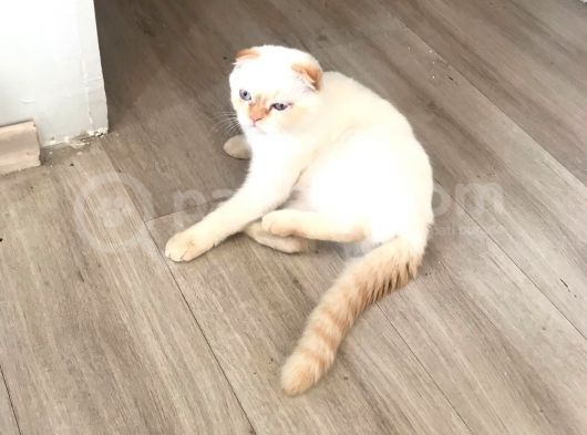 Aşıları Tam Karneleri Mevcut görsel