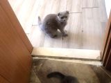 Aşıları Tam Karneleri Mevcut