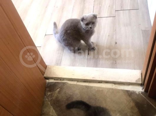 Aşıları Tam Karneleri Mevcut görsel